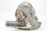 Iridescent Nautilus (Eutrephoceras) w/ Baculite - South Dakota #209678-4
